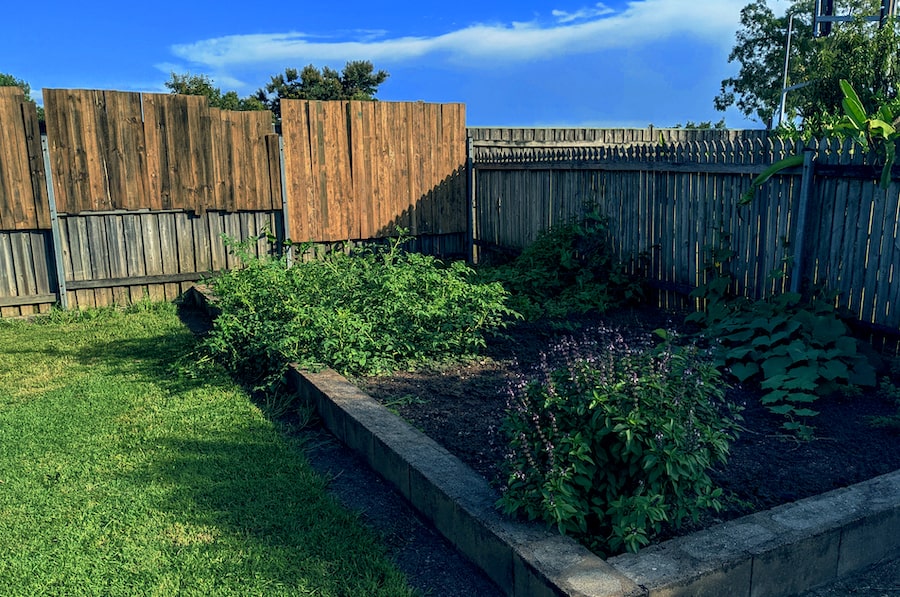 Our vegetable patch.